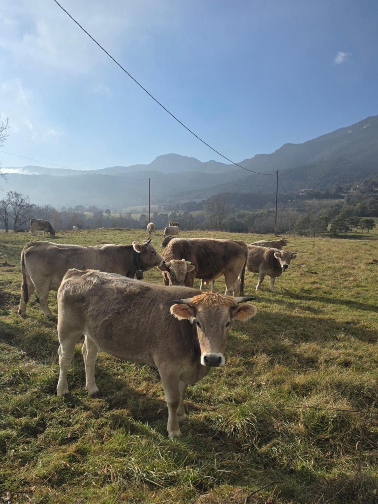 Complex Rural Can Caubet Berga Dış mekan fotoğraf